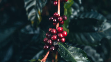 The Journey of Java: Where Do Coffee Beans Come From?